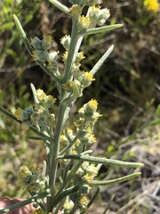 Euphrosyne acerosa