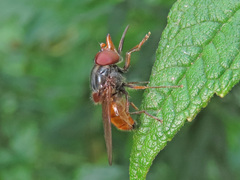 Rhingia rostrata