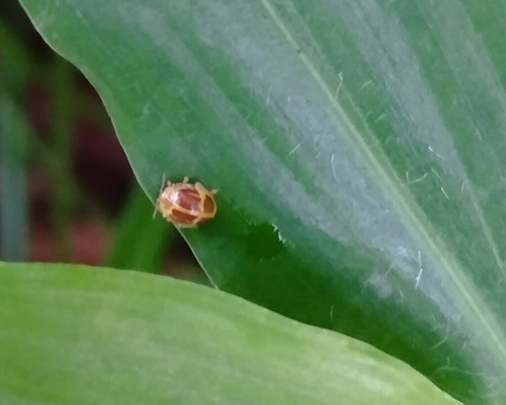 Psyllobora germari