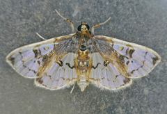Compacta hirtalis