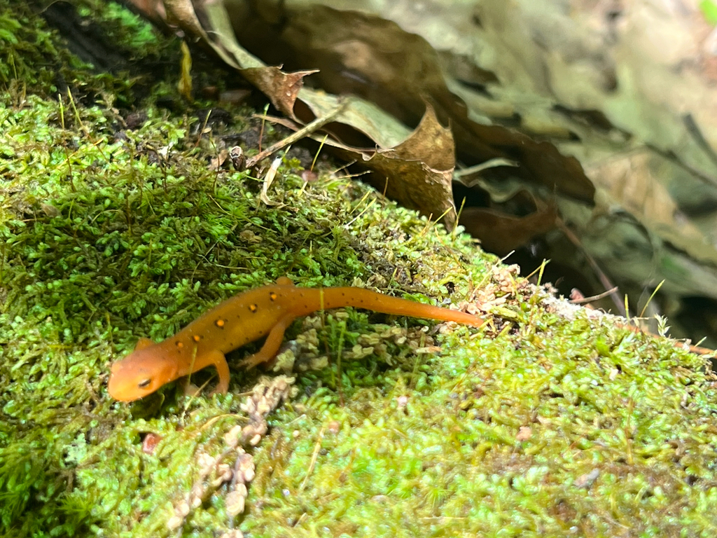 Eastern Newt