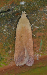 Anacampsis fullonella