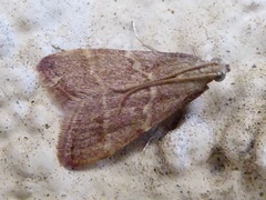Arta epicoenalis