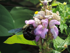 Xylocopa fimbriata