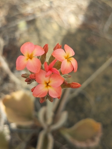 Kalanchoe lateritia, 2025-05-17
