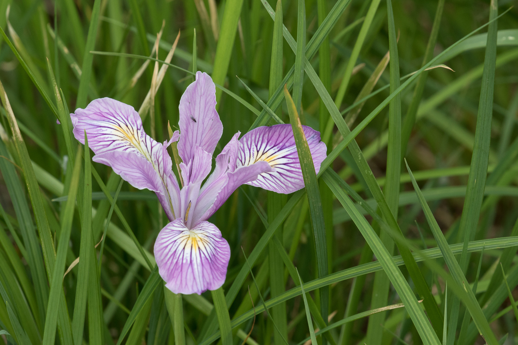 Blue Iris (Iris spuria) · iNaturalist Canada