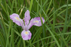 Iris tenax