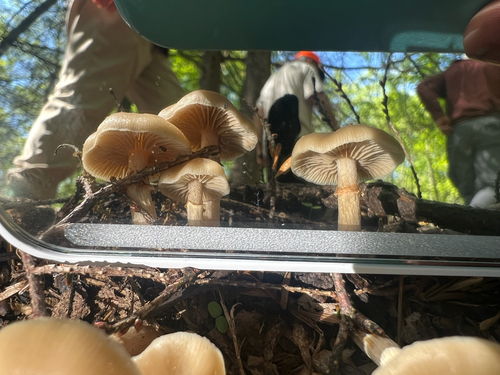 Sheathed Woodtuft