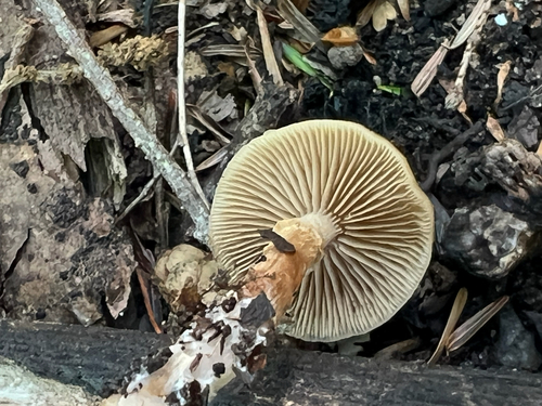 Sheathed Woodtuft