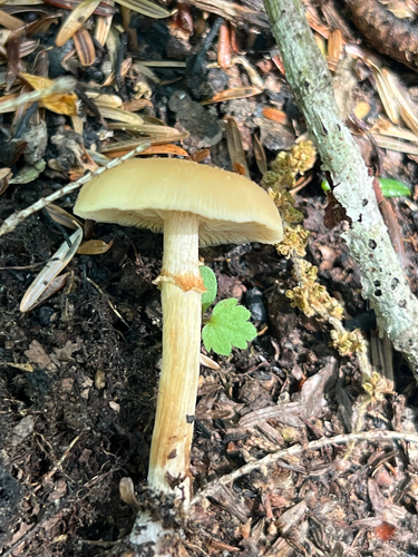 Sheathed Woodtuft