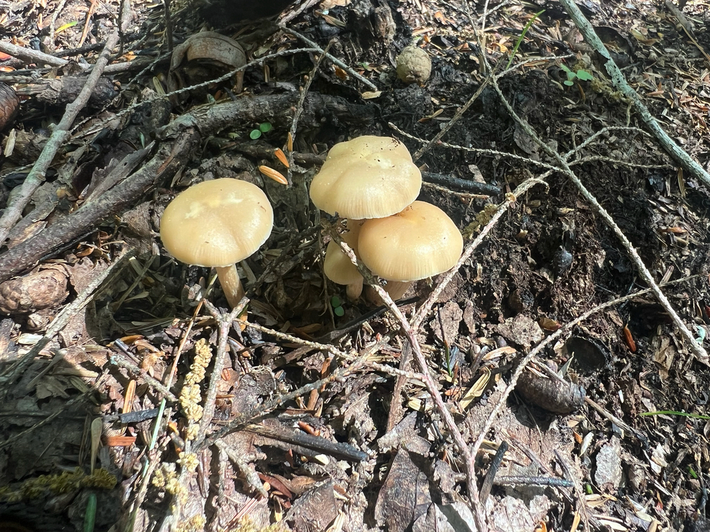 Sheathed Woodtuft