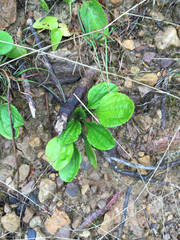Antennaria plantaginifolia