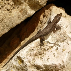 Algyroides nigropunctatus