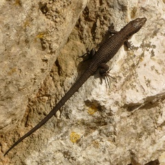 Algyroides nigropunctatus