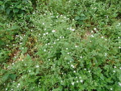 Stellaria aquatica