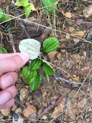 Antennaria plantaginifolia