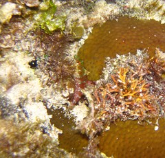 Malacoctenus triangulatus