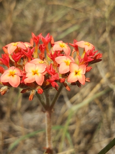 Kalanchoe lateritia observed 2025-05-17