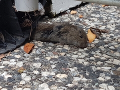 Microtus californicus