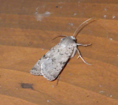 Epipsilia grisescens