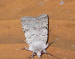 Epipsilia grisescens