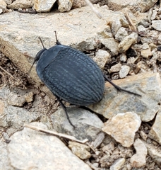 Eusattus reticulatus