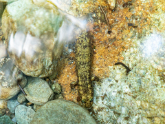 Desmognathus marmoratus