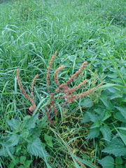 Rumex maritimus