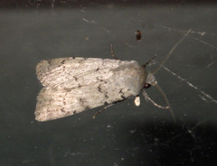 Epipsilia grisescens