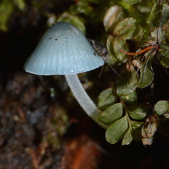Mycena amicta