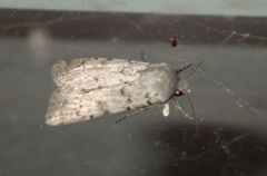 Epipsilia grisescens