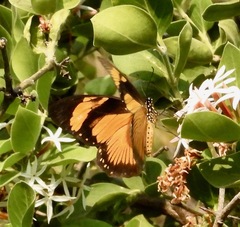 Papilio dardanus dardanus