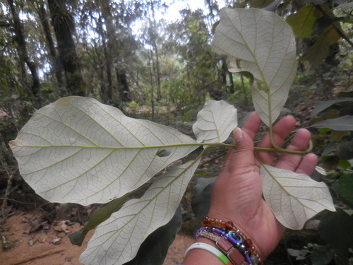 Quercus calophylla