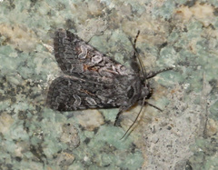 Lasionycta proxima