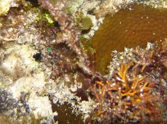 Malacoctenus triangulatus