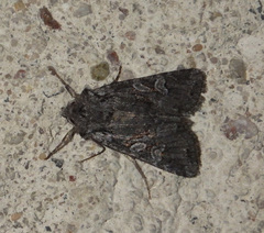 Lasionycta proxima