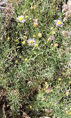Erigeron foliosus