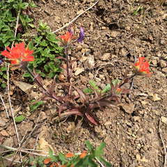 Castilleja hispida