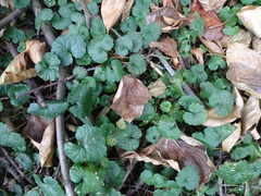 Glechoma hederacea