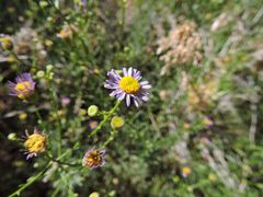 Erigeron foliosus