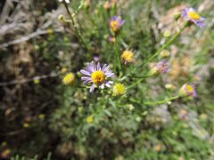 Erigeron foliosus