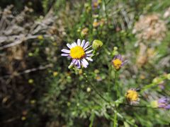 Erigeron foliosus