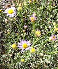 Erigeron foliosus