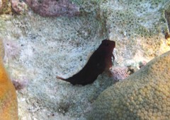 Ophioblennius macclurei