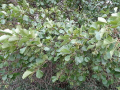 Alnus glutinosa