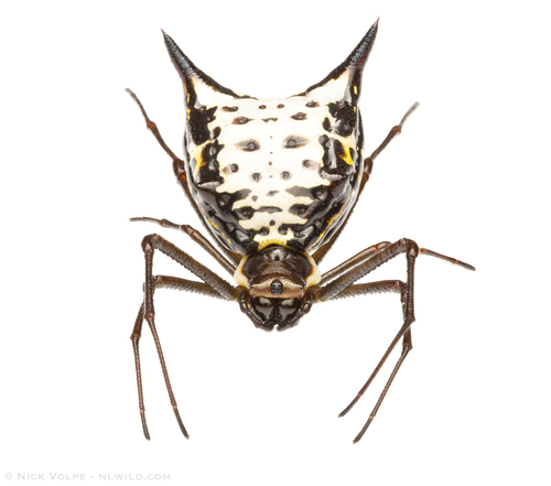 Micrathena gurupi
