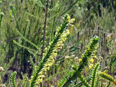 Struthiola argentea