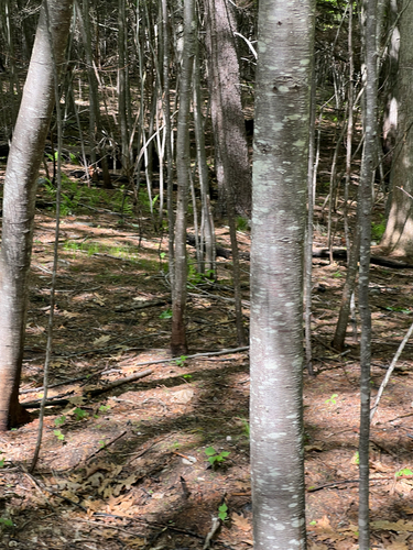 American Black Bear