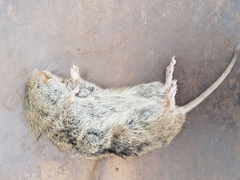 Microtus californicus