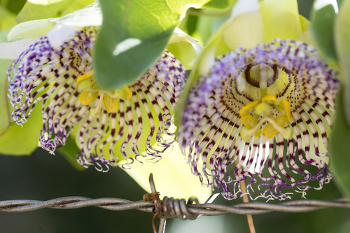 Sea anemone passion flower (Passiflora actinia)